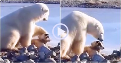 Video đáng yêu: Khoảnh khắc gấu Bắc Cực xoa đầu âu yếm chó nhỏ