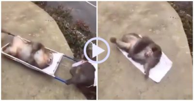 Video: Khỉ béo ngơ ngác vì bị nhân viên cấp cứu bỏ rơi