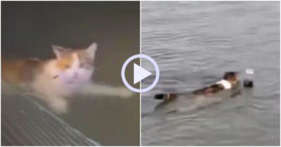 Video: Mèo tung tăng bơi lội tìm cá dưới hồ