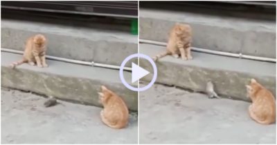 Video: Chuột lăn ra ăn vạ vì bị mèo bao vây