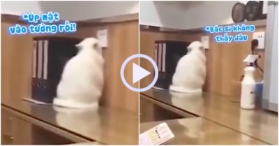 Video: Sợ tiêm, mèo cưng úp mặt vào tường để trốn bác sĩ