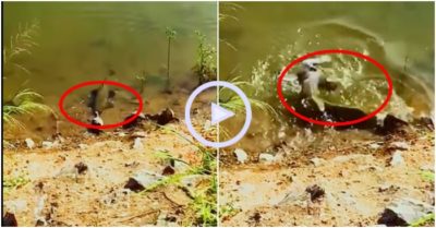Clip: Chim bồ câu may mắn thoát khỏi cú đớp của cá trê