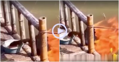 Clip: Đàn cá “hộ tống” ngỗng đi lấy thức ăn