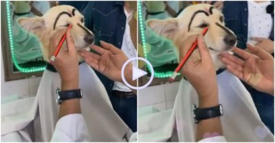 Clip: Chú chó tiu nghỉu khi được ông chủ dẫn làm đẹp