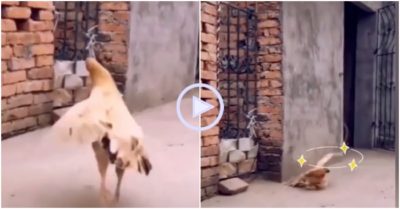 Clip: Trổ tài tập bay, gà mái có màn hạ cánh đầy chấn thương