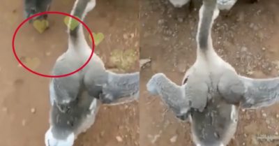 Video: Ngỗng xoè cánh tạo dáng đi lắc lư như người mẫu