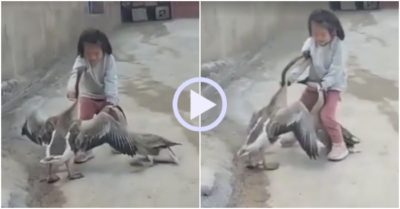 Video: Bị hai con ngỗng bắt nạt, bé gái túm cổ xử lý từng con một