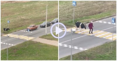 Video: Chú bò quyết không băng qua dù được ô tô nhường đường