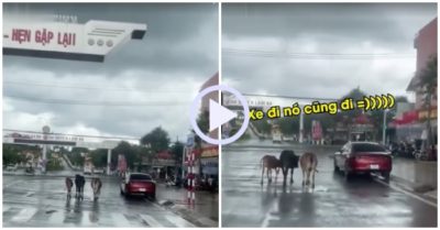 Video: Bò quyết không đi khi đèn đỏ