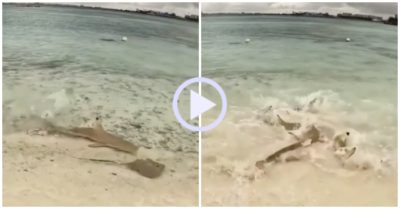 Video: Cá đuối biến mất trong sự ngỡ ngàng của đàn cá mập