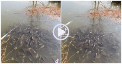 Video: Đàn cá lượn lờ ‘trêu ngươi’ cần thủ