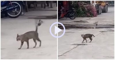 Video: Chim liên tục bay nhảy trêu ngươi mèo