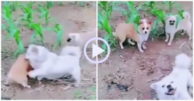Video: Đang bắt nạt bạn, cún cưng giả vờ bị đánh khi chủ tới
