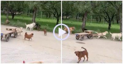 Video: Thấy bạn bị bắt nạt, cún con kéo xe 4 bánh lao đến giải cứu