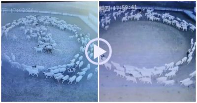 Video: Đàn cừu hàng trăm con đi vòng tròn liên tục trong 12 ngày
