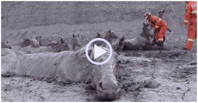 Video: 3 giờ giải cứu đàn ngựa mắc kẹt dưới vũng bùn khi uống nước