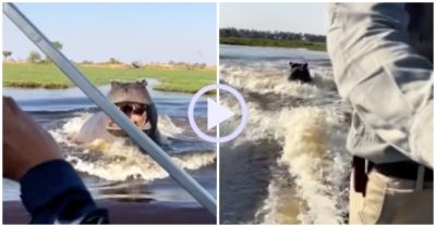 Video: Hà mã hung hăng lao đến tấn công thuyền chở du khách