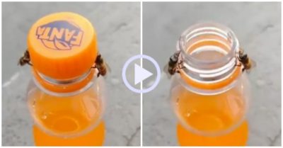 Video: Cặp ong hợp sức mở chai nước ngọt