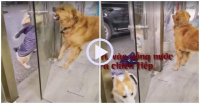 Video: Hai chú chó khẩu chiến qua cửa kính