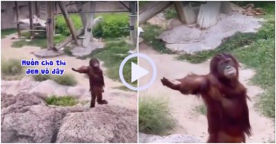 Video: Khỉ giơ tay xin ăn với vẻ mặt buồn chán