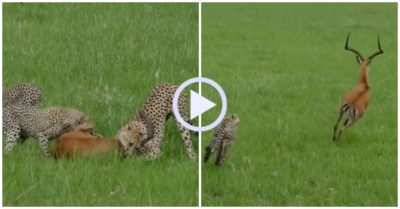 Video: Linh dương đảo chân ‘bẻ lái’ thoát khỏi bầy báo săn