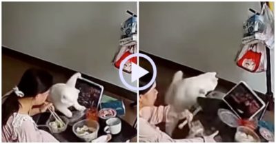 Video: Mèo hất đổ mâm cơm khiến cô chủ đứng hình