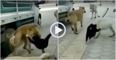 Video: Bị bao vây, mèo tung cước đánh bại đàn chó