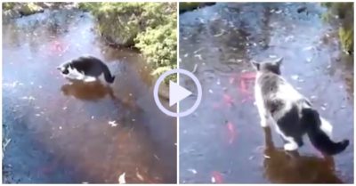 Video: Mèo nổi quạu vì không bắt được cá dưới hồ nước đóng băng