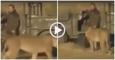 Video: Người đàn ông đứng yên bất động khi sư tử ghé thăm