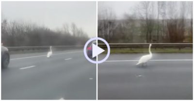 Video: Thiên nga đi dạo trên đường cao tốc