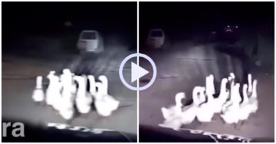 Video: Đàn vịt ‘đánh võng’ trước đầu ôtô khiến tài xế bất lực