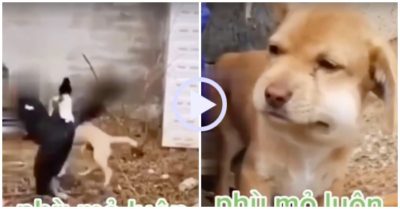Video: Trêu chọc vịt, cún con nhận kết cục đau đớn