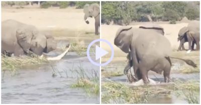 Video: Định tấn công voi con, cá sấu trả giá bằng cả tính mạng