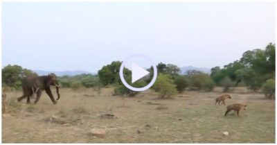 Video: Voi lao ra giải cứu sư tử bị thương trước bầy linh cẩu đói