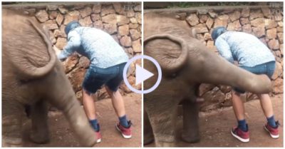Video: Voi con tung cước trêu chọc chàng trai