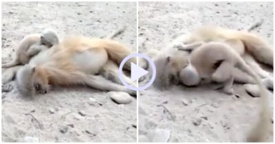 Video: Voọc con gào khóc, gục đầu vào xác mẹ bị điện giật