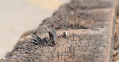 Tin tức ngày 20/1: Thi thể bé Hạo Nam đã được đưa lên; Bẫy đinh nguy hiểm trên đường người dân về quê ăn Tết