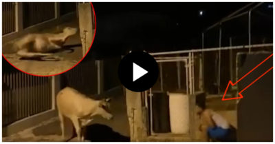 Video: Bò giật mình ngã ngửa vì bị chàng trai hù doạ