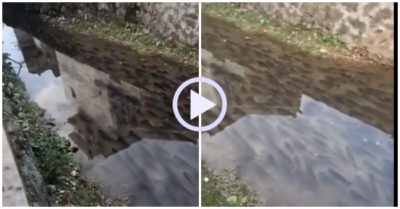 Video: Đàn cá hàng trăm con đứng bất động trong mương nước