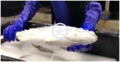 Video: Khoảnh khắc cá đông lạnh hồi sinh khi thả vào nước ấm