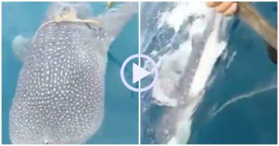 Video: Cá mập voi quẫy đuôi, té nước cảm ơn người giải cứu