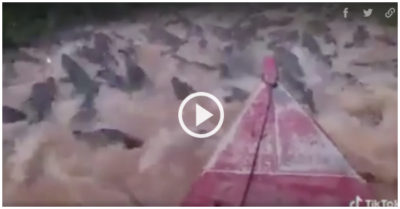 Video: Lái thuyền đi dạo trong đầm cá sấu