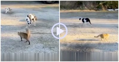 Video: Bị đàn mèo bao vây, chó cưng bình thản đứng im và cái kết