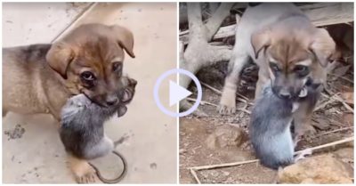 Video: Tóm gọn chuột cống to, cún con ngoạm chặt không nhả