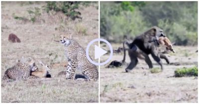 Video: Mải vờn linh dương, 3 báo đốm bị khỉ đầu chó cướp mất con mồi