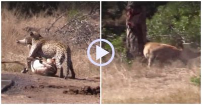 Video: Lao ra tranh mồi, linh cẩu vô tình giải cứu linh dương khỏi báo săn