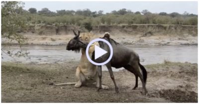 Video: Nằm gọn dưới nanh vuốt sư tử, linh dương thoát chết bất ngờ