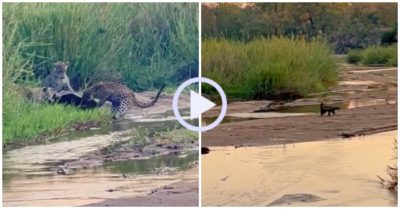 Video: Một mình lửng mật đối đầu 3 báo hoa mai