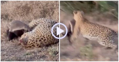 Video: Cuộc chiến không cân sức giữa báo hoa mai và lửng mật