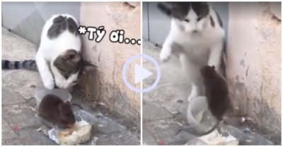 Video: Rón rén xin lại bữa ăn của mình mèo bị chuột tung cước tấn công